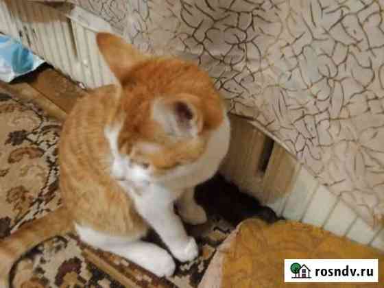 Котята чисто дворянские бесплатно Калуга