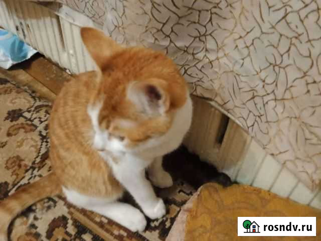 Котята чисто дворянские бесплатно Калуга - изображение 1