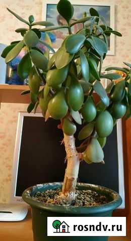 Толстянка, денежное дерево Петрозаводск - изображение 1