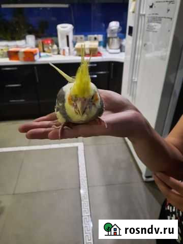 Попугай корелла девочка, мальчик Самара - изображение 1