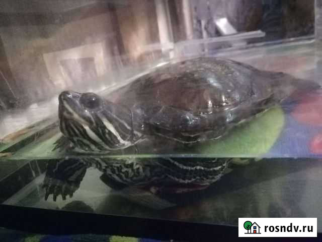 Черепаха с аквариумом Гусь-Хрустальный - изображение 1