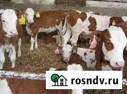 Бычки и быки Пугачев - изображение 1