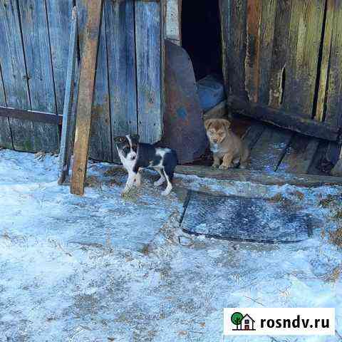 Щеночки бесплатно Бобровский