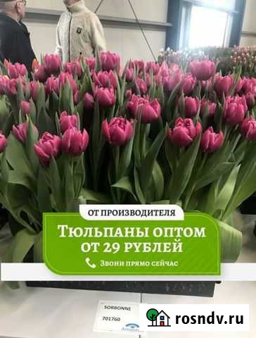 Тюльпаны оптом Салават - изображение 1