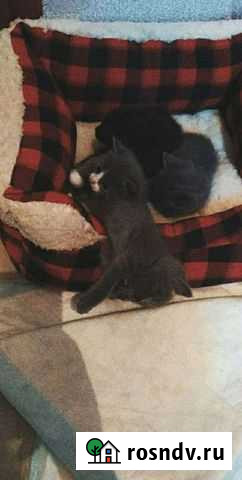 Котята Курск - изображение 1