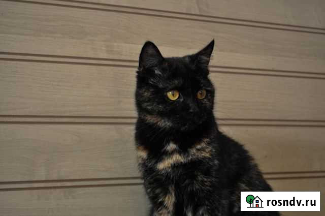 Красавица Буся ищет семью Тамбов - изображение 1