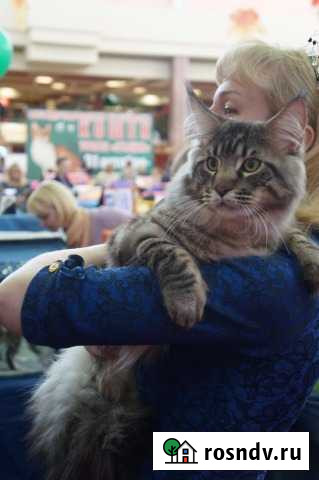 Мейн-куны на вязку порядочные, Титулы: Интер Чемпи Екатеринбург - изображение 1