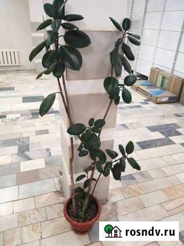 Фикус Пенза - изображение 1