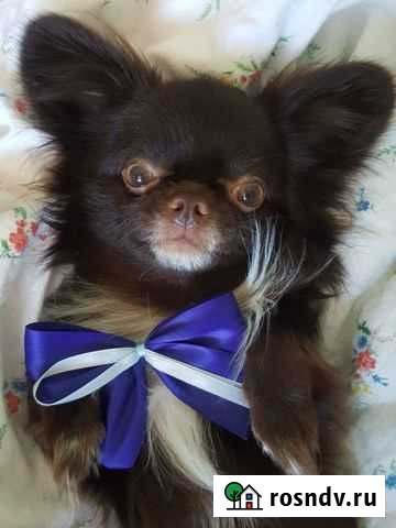 Чихуахуа. Вязка Барнаул - изображение 1