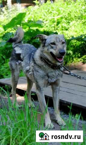 Мегаласковый мальчишка ждет добрых хозяев Новокузнецк - изображение 1