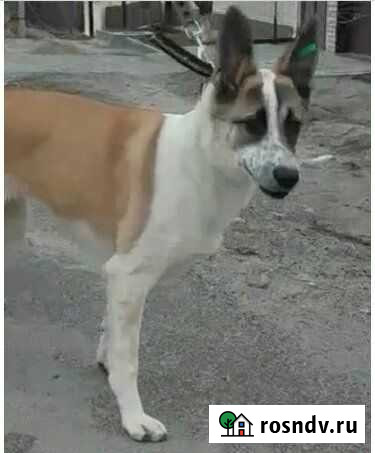 Собачка Линда 1 годик Волгоград - изображение 1