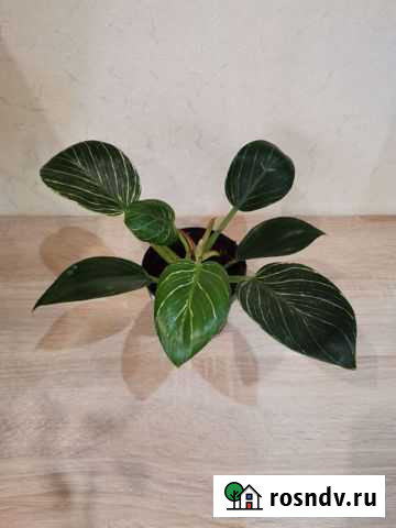 Филодендрон Биркин Нижнекамск - изображение 1