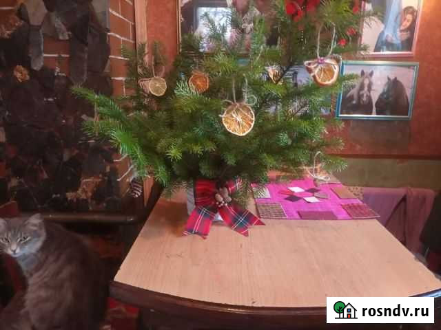 Новогодние композиции из живой пихты Красноярск - изображение 1