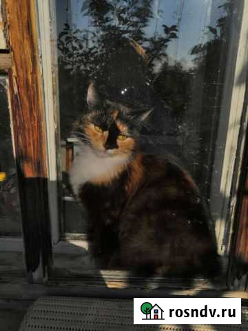 Кошка Бузулук - изображение 1