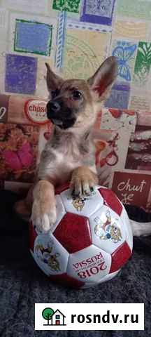 Трое щенков- мальчиков ищут дом Пермь - изображение 1