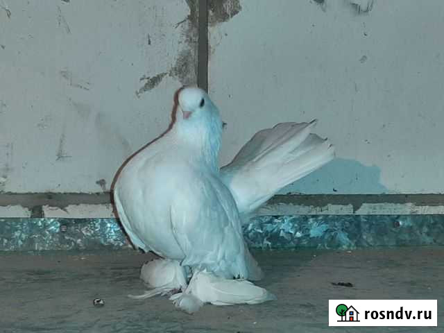 Продам статных голубей Первомайский - изображение 1