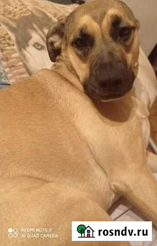 Красотка ищет очень дом н Нижний Новгород - изображение 1