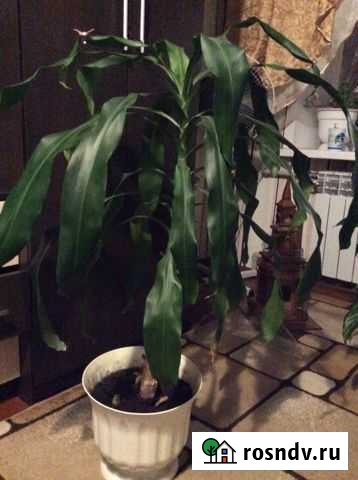 Драцена.Декоративное растение Борисоглебск - изображение 1