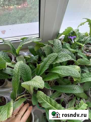 Стрептокарпусы Иваново - изображение 1