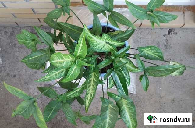 Сингониум ушковатый Майкоп - изображение 1