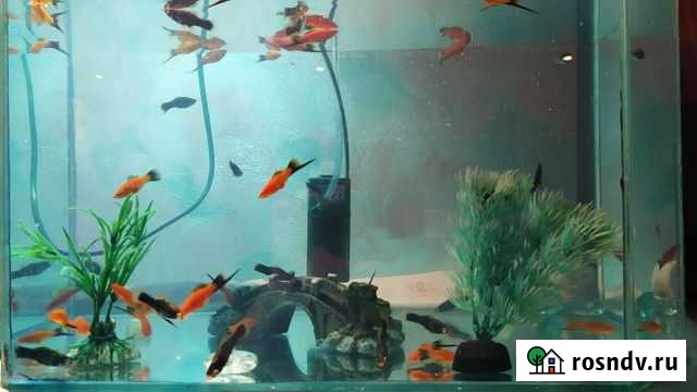 Данио, меченосцы, моллинезия, гуппи Черемхово - изображение 1