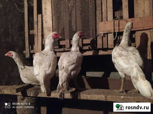 Куры хинты белые Шали - изображение 1