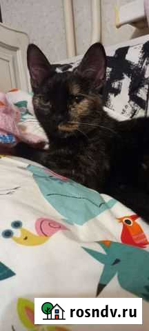 Кошка Ростов-на-Дону - изображение 1