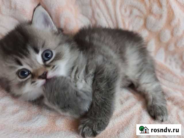 Британские Котята Астрахань - изображение 1