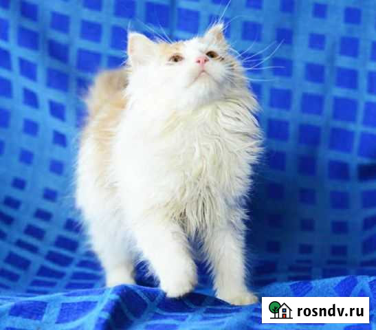 Кошка Островцы - изображение 1