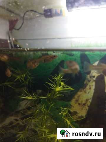 Самочки гуппи Александров - изображение 1