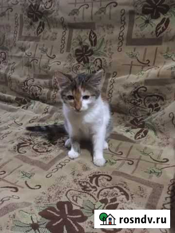 Кошки Медведево - изображение 1