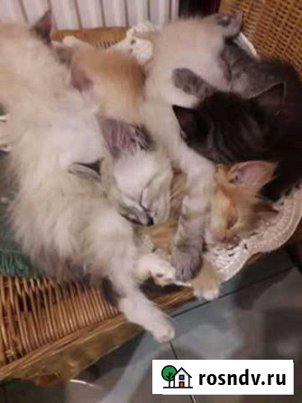 Отдадим котят Правдинск - изображение 1
