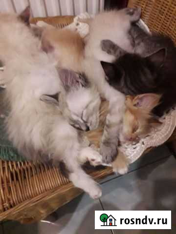 Отдадим котят Правдинск - изображение 1