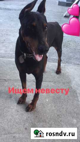 Вязка Сочи - изображение 1