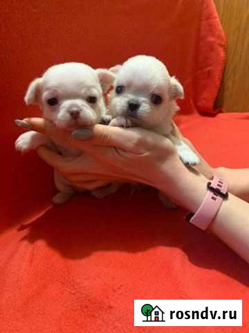 Чихуахуа Верхнебаканский - изображение 1