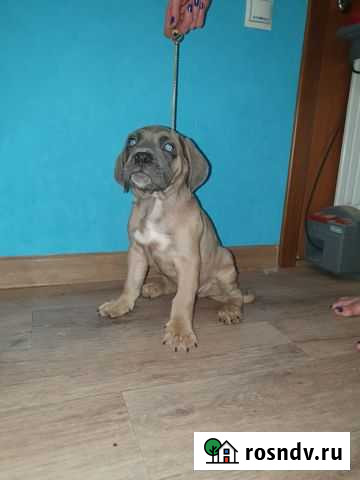 Щенки Итальянского Кане Корсо Ростов-на-Дону - изображение 1