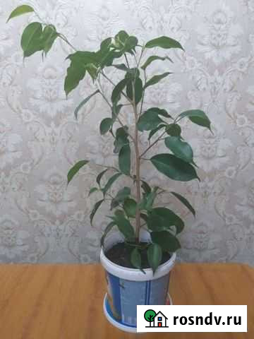 Фикус Бенджамина (зелёный) Касли - изображение 1