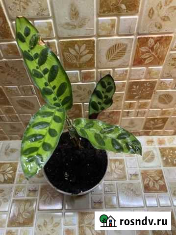 Калатея лансифолия Благовещенск - изображение 1