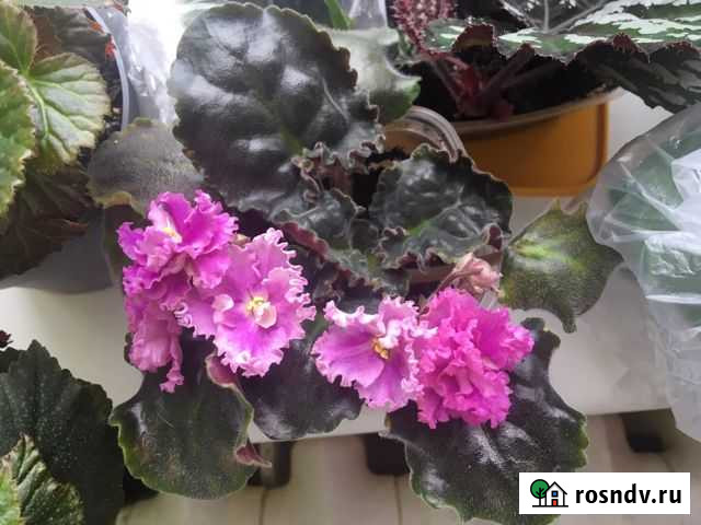 Фиалка Серпухов - изображение 1