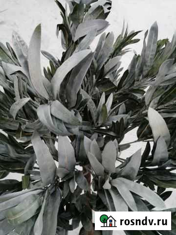 Кротон зонтичный искусственный Новосибирск - изображение 1