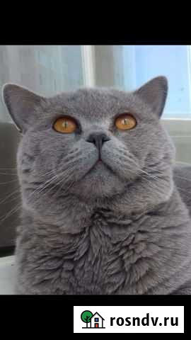 Кот ищет кошечку для вязки Барнаул - изображение 1