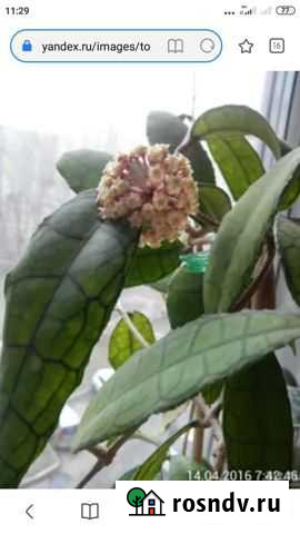 Хойя Callistophula Ильинский - изображение 1