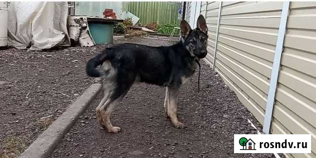 Немецкая овчарка Нижнекамск - изображение 1