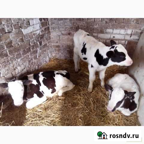 Бычки мясные (Холмогоры - абердины помесь) Языково - изображение 1