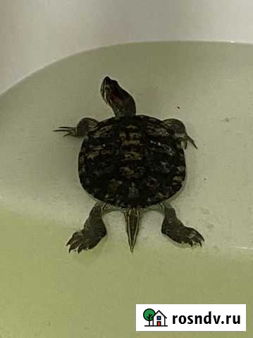 Красноухая черепаха Самара - изображение 1
