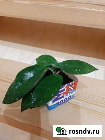 Хойя Карноза (Hoya Carnosa) Ярославль - изображение 1