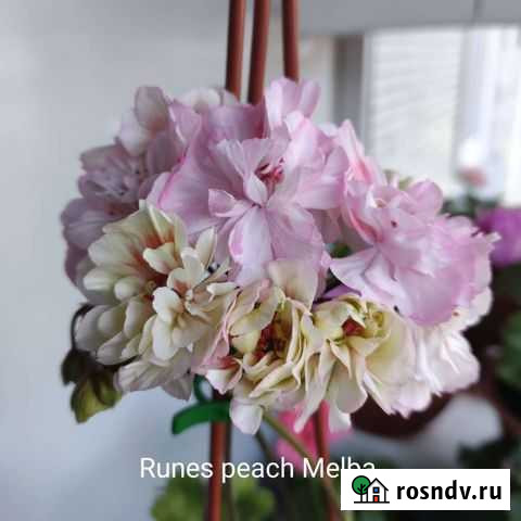 А такую герань вы видели Новокузнецк - изображение 1