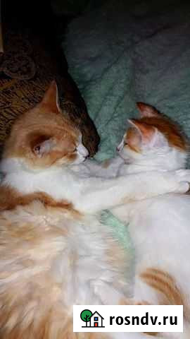 Котенок в добрые руки Белгород - изображение 1