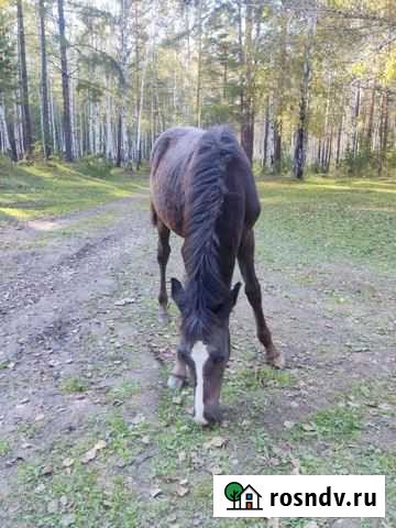 Лошади Большой Луг - изображение 1