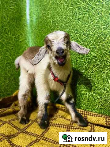 Нубийские козочки Омск - изображение 1